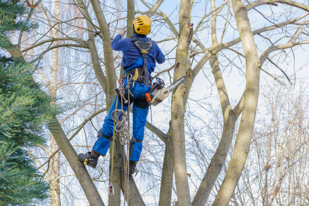 Reliable Gulf Hills, MS Tree Services Solutions