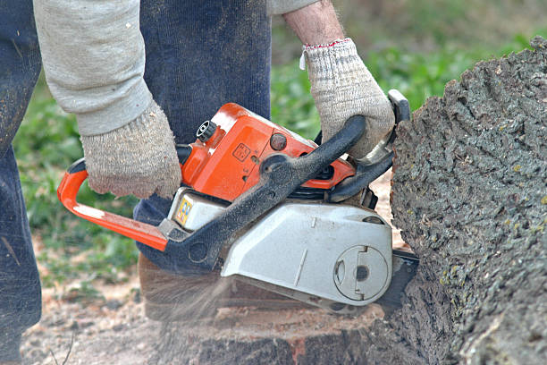 Professional Tree Services in Gulf Hills, MS